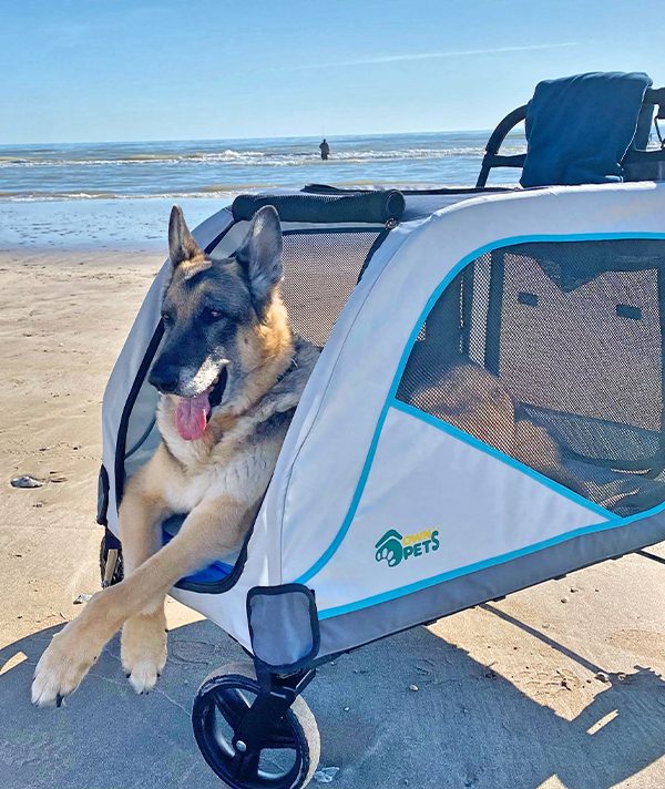 Paul Damien's Dog, Raja