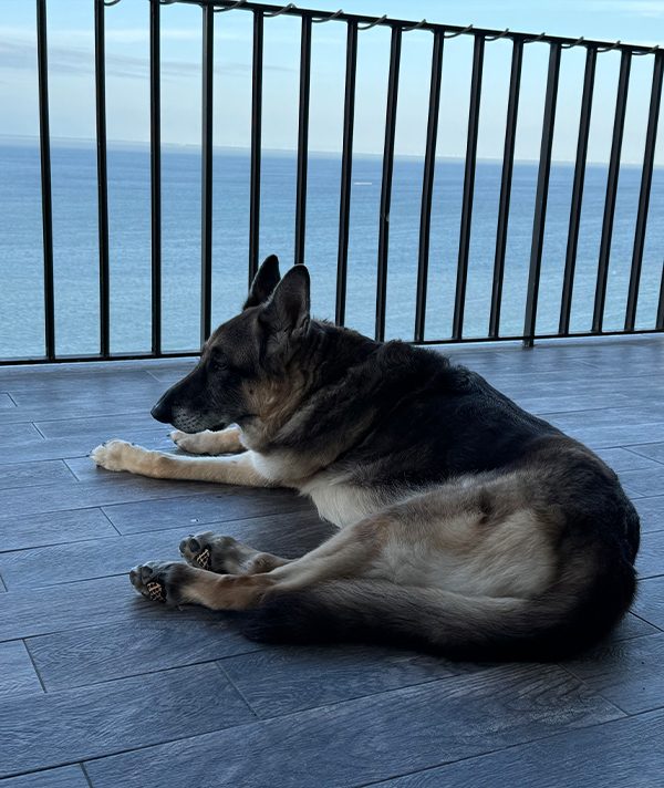 Paul Damien's Dog, Raja