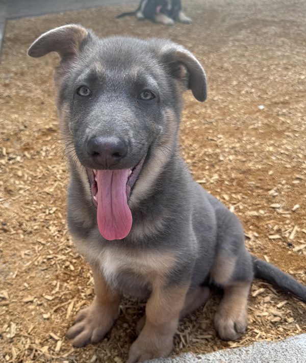 Paul Damien's Dog, Shiva