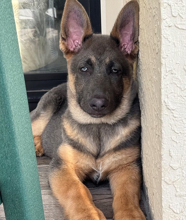 Paul Damien's Dog, Shiva