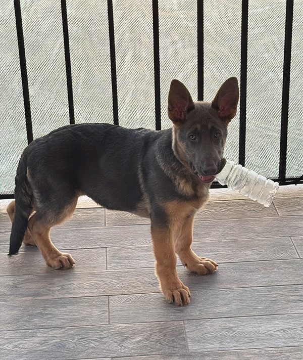 Paul Damien's Dog, Shiva